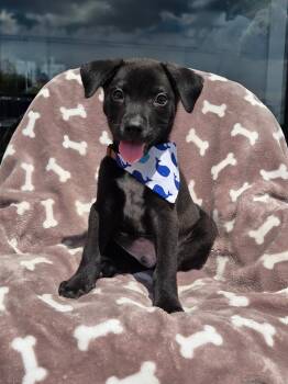 Oak -  Border Collie and Spitz Dog for Adoption - Oak | PetCurious