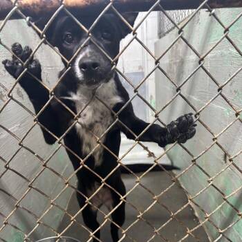Birdie -  Labrador Retriever and Mixed Breed Dog for Adoption in Clanton, Alabama - Birdie | PetCurious