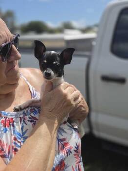 Habanero -  Chihuahua Dog for Adoption in Lakeland, Florida - Habanero | PetCurious