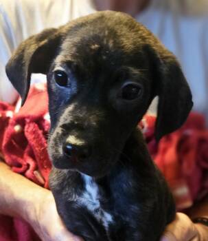 Beagle and Mixed Breed Dogs Available for Adoption in Leesburg, Alabama - Reina | PetCurious