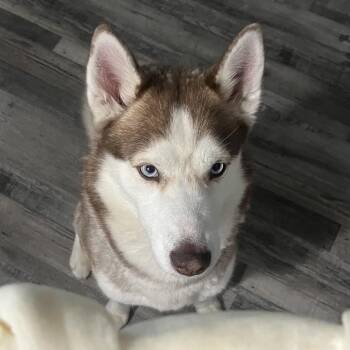 Maverick -  Husky Dog for Adoption in Springboro, Ohio - Maverick | PetCurious