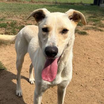 Rescue Labrador Retriever Dogs for Adoption in Oswego, Illinois - Foster BUTTERS! | PetCurious