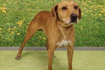 Labrador Retriever and Mixed Breed Dogs Available for Adoption in Westland, Michigan - Hensley | PetCurious