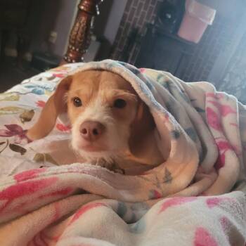 Roscoe -  Jack Russell Terrier and Beagle Dog for Adoption in Lynchburg, Virginia - Roscoe | PetCurious