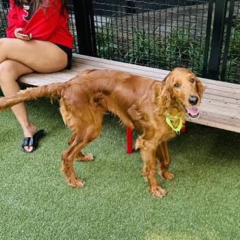 Stella -  Irish Setter Dog for Adoption - Stella | PetCurious