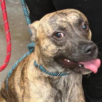 Supply -  Pit Bull Terrier Dog for Adoption in Yuma, Arizona - Supply | PetCurious