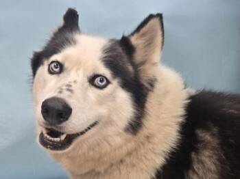 Oreo -  Siberian Husky and Mixed Breed Dog for Adoption in Minneapolis, Minnesota - Oreo | PetCurious