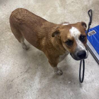 Auggie- 092312U -  Cattle Dog Dog for Adoption in Tupelo, Mississippi - Auggie- 092312U | PetCurious