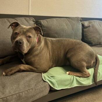 Eloise Bridgerton -  Mixed Breed Dog for Adoption in Lansing, Michigan - Eloise Bridgerton | PetCurious