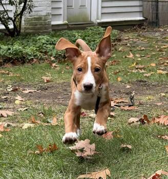 Telemachus Greek - Local pup -  Boxer Dog for Adoption in Andover, Massachusetts - Telemachus Greek - Local Pup | PetCurious