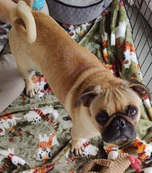 Rescue Pug Dogs for Adoption in Carlsbad, California - Bugsy | PetCurious