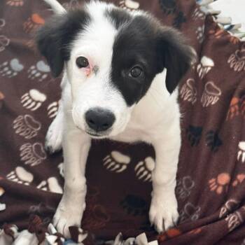 Rescue Border Collie and Terrier Dogs for Adoption in Phoenix, Arizona - Charlie Ann | PetCurious
