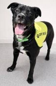 Flat Coated Retriever and Mixed Breed Dogs Available for Adoption in Cincinnati, Ohio - Gabe | PetCurious