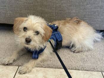 Chulo -  Maltese Dog for Adoption in Las Vegas, Nevada - Chulo | PetCurious