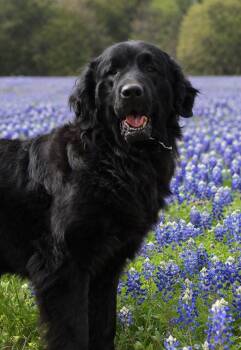 Newfoundland Dog Dogs Available for Adoption in Wagoner, Oklahoma - Dorothy | PetCurious