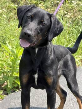 ROMEO -  Black And Tan Coonhound and German Shepherd Dog Dog for Adoption in Canfield, Ohio - ROMEO | PetCurious