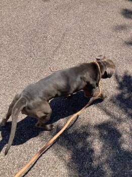 Tucker -  Mixed Breed Dog for Adoption in Cincinnati, Ohio - Tucker | PetCurious