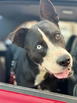 Juniper -  Husky and Labrador Retriever Dog for Adoption in Tucson, Arizona - Juniper | PetCurious