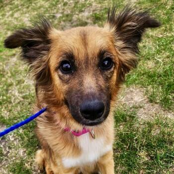 English Shepherd Dogs Available for Adoption in Baytown, Texas - Ruby  | PetCurious