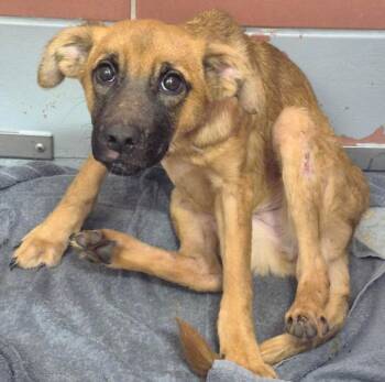 ELIZABETH -  German Shepherd Dog and Mixed Breed Dog for Adoption in Houston, Texas - ELIZABETH | PetCurious