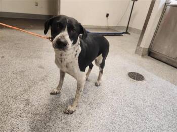 Rescue Border Collie and German Shepherd Dog Dogs for Adoption in Houston, Texas - A644521 | PetCurious