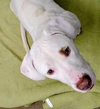 Basset Hound and Pit Bull Terrier Dogs Available for Adoption - SAPPHIRE | PetCurious