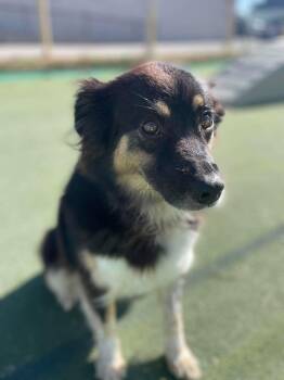 Rose -  Australian Shepherd Dog for Adoption in Sparta, Wisconsin - Rose | PetCurious