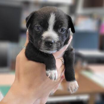 Mixed Breed Dogs Available for Adoption in Abilene, Texas - Ace | PetCurious