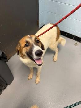 Pen 1c-08 -  Great Pyrenees Dog for Adoption in Lawrenceville, Georgia - Pen 1c-08 | PetCurious