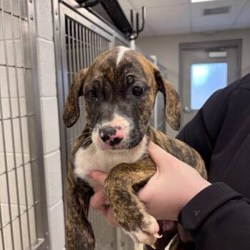 Pit Bull Terrier Dogs Available for Adoption - Forrest  | PetCurious