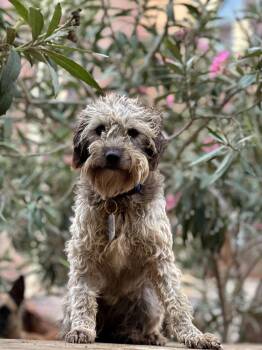 Monica -  Schnauzer and Poodle Dog for Adoption in New York, New York - Monica | PetCurious