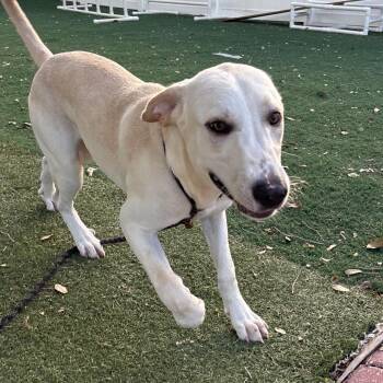 Sequoia -  Mixed Breed Dog for Adoption - Sequoia | PetCurious