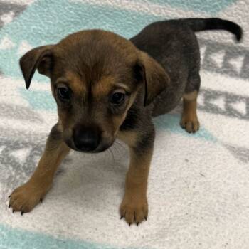 Rescue Mixed Breed Dogs for Adoption in Beaumont, Texas - Sweet Potata | PetCurious