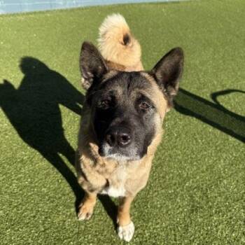 Raven -  Akita and Mixed Breed Dog for Adoption in Merriam, Kansas - Raven | PetCurious