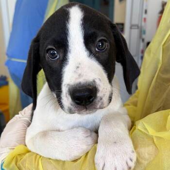 Iris -  Catahoula Leopard Dog and Mixed Breed Dog for Adoption in Nashville, Tennessee - Iris | PetCurious