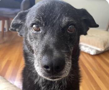 Obi -  Mountain Dog Dog for Adoption in San Ramon, California - Obi | PetCurious