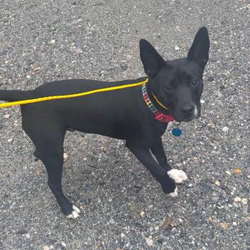 Terrier Dogs Available for Adoption - Radar | PetCurious