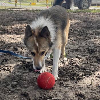 Mixed Breed Dogs Available for Adoption in Lake Panasoffkee, Florida - Shep | PetCurious