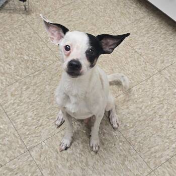 Red -  Jack Russell Terrier Dog for Adoption in Milan, Illinois - Red | PetCurious