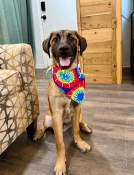 Enzo Baby the Loyal Little Prince -  German Shepherd Dog and Bloodhound Dog for Adoption in Friendswood, Texas - Enzo Baby The Loyal Little Prince | PetCurious