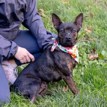 Rescue French Bulldog and Feist Dogs for Adoption in West Grove, Pennsylvania - Timber (Female)   Avail 10/18 | PetCurious