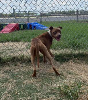 CoCo -  Mixed Breed Dog for Adoption in Bossier City, Louisiana - CoCo | PetCurious