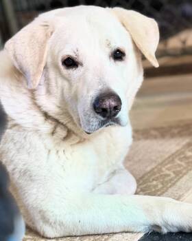 Rescue Great Pyrenees Dogs for Adoption in Coldwater, Michigan - Everest | PetCurious