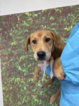 Labrador Retriever and Mixed Breed Dogs Available for Adoption - Bobby | PetCurious