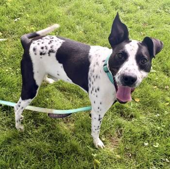 Squirt -  Cattle Dog Dog for Adoption in Austintown, Ohio - Squirt | PetCurious