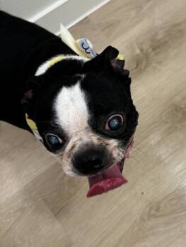 Boston Terrier Dogs Available for Adoption in Van Vleck, Texas - Piper | PetCurious