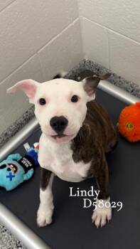 Lindy -  Mixed Breed Dog for Adoption in Clarksville, Tennessee - Lindy | PetCurious