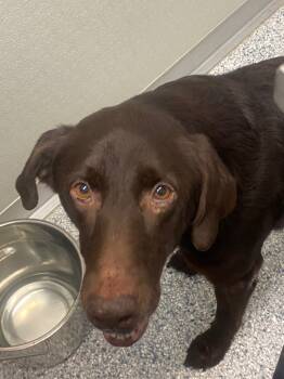 Rescue Chocolate Labrador Retriever Dogs for Adoption in Athens, Tennessee - Cooper | PetCurious