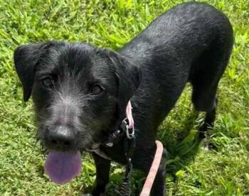Sophie Briar -  German Wirehaired Pointer Dog for Adoption in Waunakee, Wisconsin - Sophie Briar | PetCurious