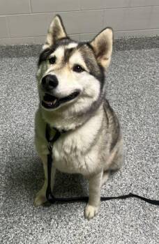 Jake -  Husky Dog Available for Adoption in Jackson, Michigan - Jake | PetCurious